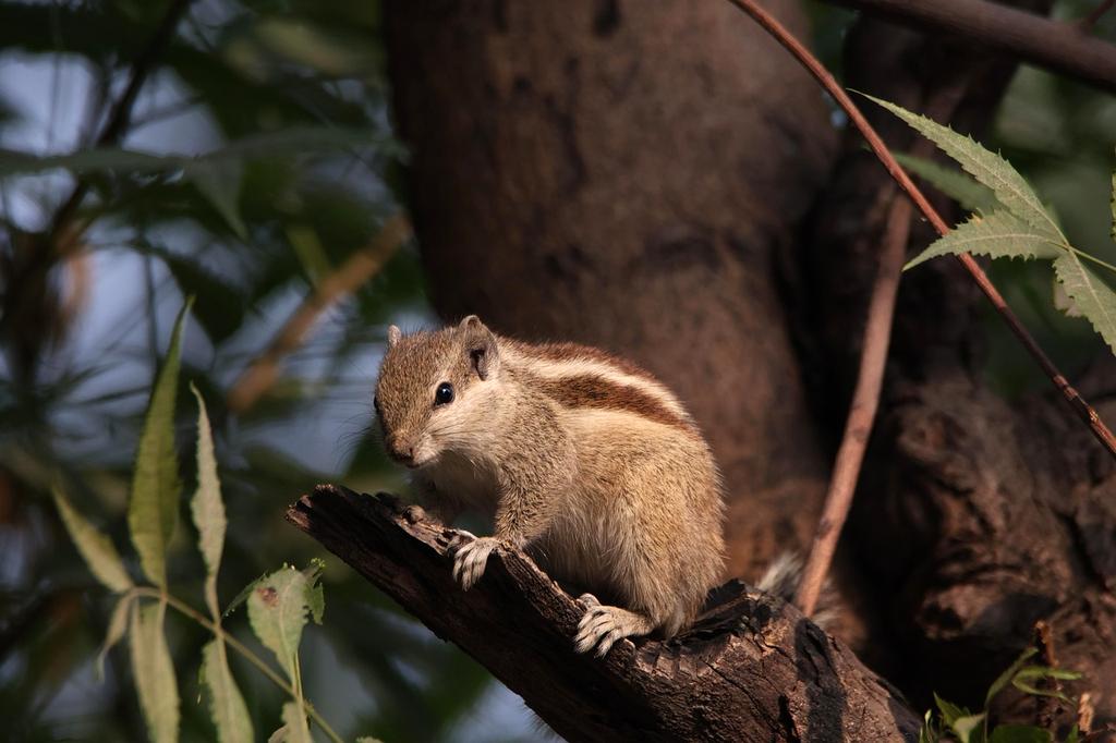Forest and wildlife impacted by extraction